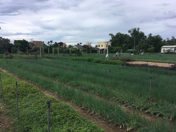 Làng rau Trà Quế Hội An: một ngày làm nông dân